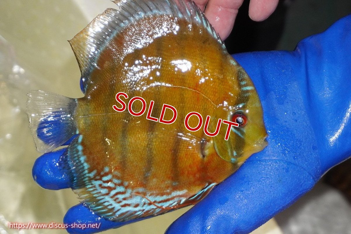 画像2: 【ワイルドディスカス】【通販】【未開の新産地個体】ラーゴサポ スーパークリムゾンレッド【個体販売】15-16cm（生体）(生体)ラーゴサポ産 (2)