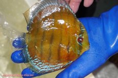 画像2: 【ワイルドディスカス】【通販】【未開の新産地個体】ラーゴサポ スーパークリムゾンレッド【個体販売】15-16cm(生体)(生体)ラーゴサポ産 (2)