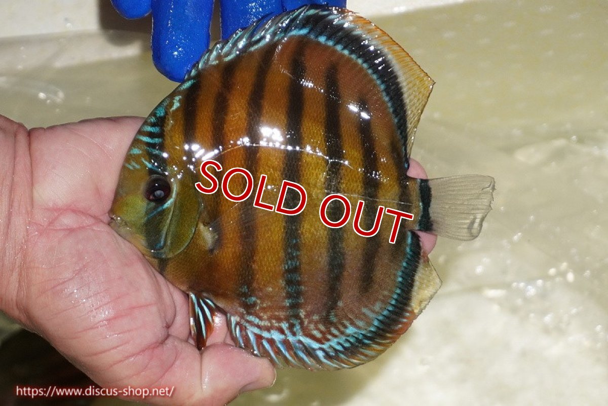 画像1: 【ワイルドディスカス】【通販】【未開の新産地個体】ラーゴサポ スーパークリムゾンレッド【個体販売】15-16cm(生体)(生体)ラーゴサポ産 (1)