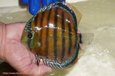 画像1: 【ワイルドディスカス】【通販】【未開の新産地個体】ラーゴサポ スーパークリムゾンレッド【個体販売】15-16cm(生体)(生体)ラーゴサポ産 (1)