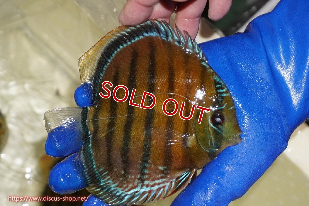 画像2: 【ワイルドディスカス】【通販】【未開の新産地個体】ラーゴサポ スーパークリムゾンレッド【個体販売】15-16cm(生体)(生体)ラーゴサポ産 (2)