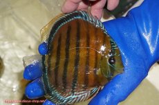 画像2: 【ワイルドディスカス】【通販】【未開の新産地個体】ラーゴサポ スーパークリムゾンレッド【個体販売】15-16cm(生体)(生体)ラーゴサポ産 (2)