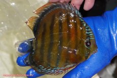 画像2: 【ワイルドディスカス】【通販】【未開の新産地個体】ラーゴサポ スーパークリムゾンレッド【個体販売】15-16cm(生体)(生体)ラーゴサポ産 (2)