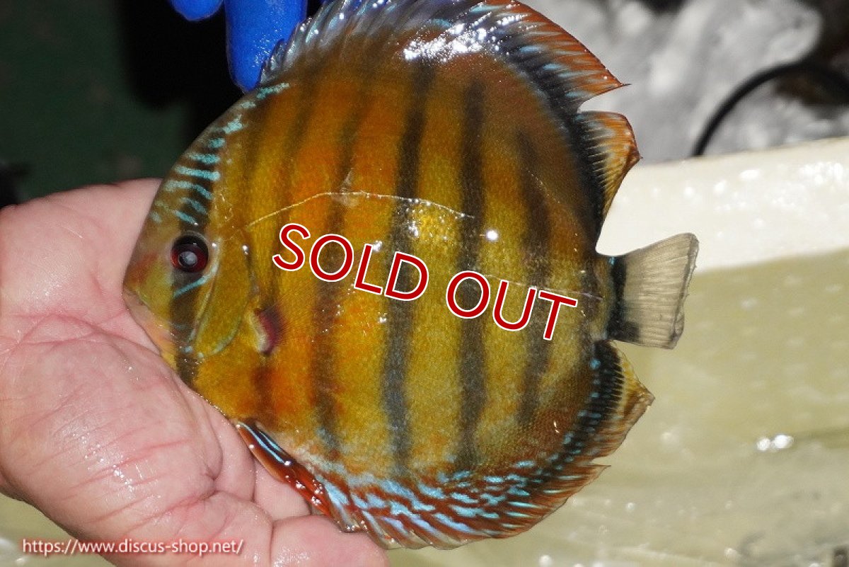 画像3: 【除夜の鐘48000円】【ワイルドディスカス】【通販】【未開の新産地個体】ラーゴサポ スーパークリムゾンレッド【個体販売】15-16cm（生体）ラーゴサポ産 (3)