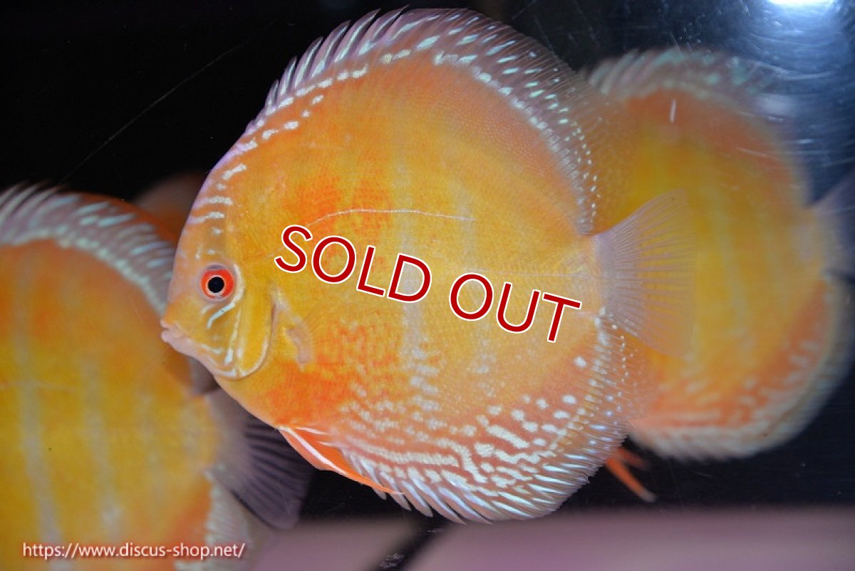 画像1: 【ウィンターセール対象個体】【ワイルドディスカス】【通販】【未開の新産地個体】ラーゴサポ スーパークリムゾンレッド【個体販売】15-16cm（生体）ラーゴサポ産 (1)