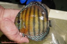 画像1: 【ワイルドディスカス】【通販】【未開の新産地個体】ラーゴサポ スーパークリムゾンレッド【個体販売】15-16cm(生体)(生体)ラーゴサポ産 (1)
