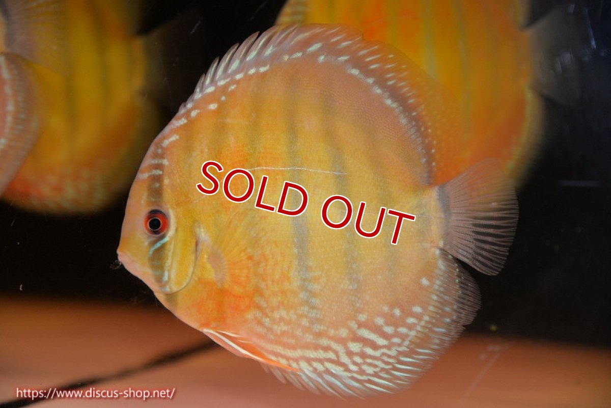 画像2: 【ウィンターセール対象個体】【ワイルドディスカス】【通販】【未開の新産地個体】ラーゴサポ スーパークリムゾンレッド【個体販売】15-16cm（生体）ラーゴサポ産 (2)