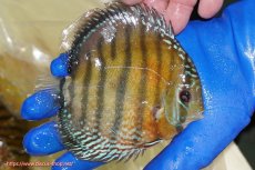 画像2: 【ワイルドディスカス】【通販】【未開の新産地個体】ラーゴサポ スーパークリムゾンレッド【個体販売】15-16cm(生体)(生体)ラーゴサポ産 (2)