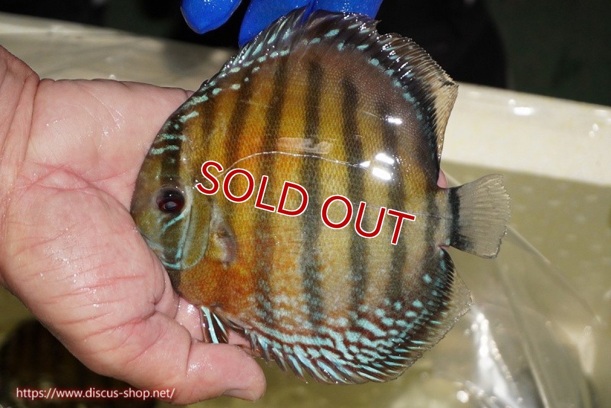 画像3: 【ウィンターセール対象個体】【ワイルドディスカス】【通販】【未開の新産地個体】ラーゴサポ スーパークリムゾンレッド【個体販売】15-16cm（生体）ラーゴサポ産 (3)