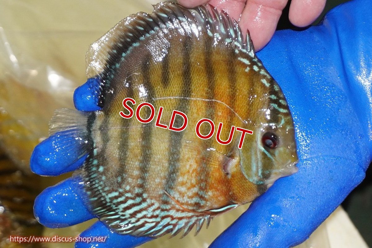 画像4: 【ウィンターセール対象個体】【ワイルドディスカス】【通販】【未開の新産地個体】ラーゴサポ スーパークリムゾンレッド【個体販売】15-16cm（生体）ラーゴサポ産 (4)