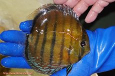 画像2: 【ワイルドディスカス】【通販】【未開の新産地個体】ラーゴサポ スーパークリムゾンレッド【個体販売】15-16cm(生体)(生体)ラーゴサポ産 (2)