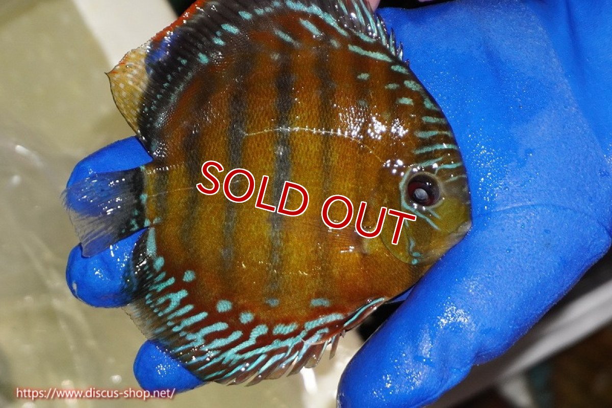 画像3: 【ワイルドディスカス】【通販】【未開の新産地個体】ラーゴサポ スーパークリムゾンレッド【個体販売】15-16cm（生体）ラーゴサポ産 (3)