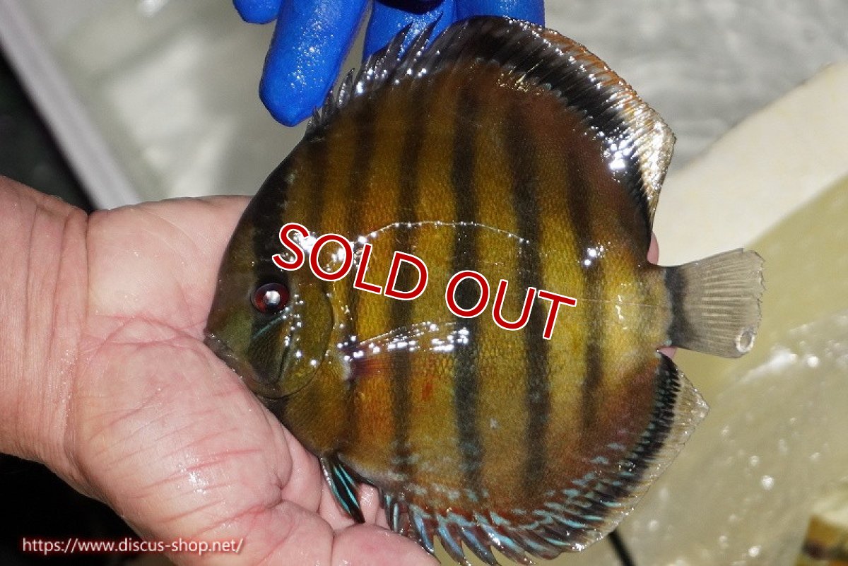 画像4: 【ワイルドディスカス】【通販】【未開の新産地個体】ラーゴサポ スーパークリムゾンレッド【個体販売】15-16cm（生体）ラーゴサポ産 (4)