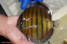 画像4: 【ワイルドディスカス】【通販】【未開の新産地個体】ラーゴサポ スーパークリムゾンレッド【個体販売】15-16cm（生体）ラーゴサポ産 (4)