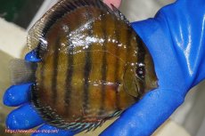 画像5: 【ワイルドディスカス】【通販】【未開の新産地個体】ラーゴサポ スーパークリムゾンレッド【個体販売】15-16cm（生体）ラーゴサポ産 (5)