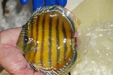 画像1: 【ワイルドディスカス】【通販】【未開の新産地個体】ラーゴサポ スーパークリムゾンレッド【個体販売】15-16cm(生体)(生体)ラーゴサポ産 (1)