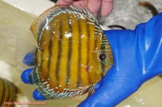 画像4: 【ウィンターセール対象個体】【ワイルドディスカス】【通販】【未開の新産地個体】ラーゴサポ スーパークリムゾンレッド【個体販売】15-16cm（生体）ラーゴサポ産 (4)