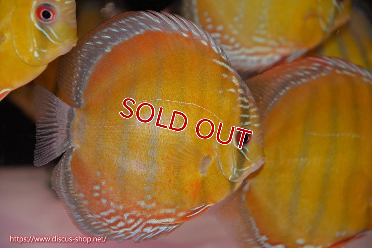 画像1: 【ワイルドディスカス】【通販】【未開の新産地個体】ラーゴサポ スーパークリムゾンレッド【個体販売】15-16cm（生体）ラーゴサポ産 (1)