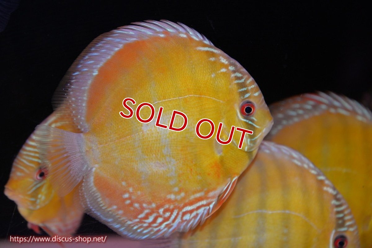 画像2: 【ワイルドディスカス】【通販】【未開の新産地個体】ラーゴサポ スーパークリムゾンレッド【個体販売】15-16cm（生体）ラーゴサポ産 (2)