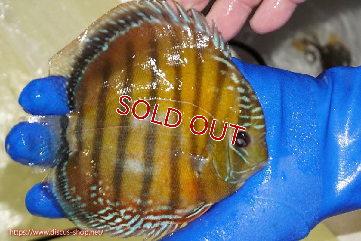 画像5: 【ワイルドディスカス】【通販】【未開の新産地個体】ラーゴサポ スーパークリムゾンレッド【個体販売】15-16cm（生体）ラーゴサポ産 (5)