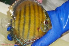 画像2: 【ワイルドディスカス】【通販】【未開の新産地個体】ラーゴサポ クリムゾンレッド【個体販売】15-16cm(生体)(生体)ラーゴサポ産 (2)