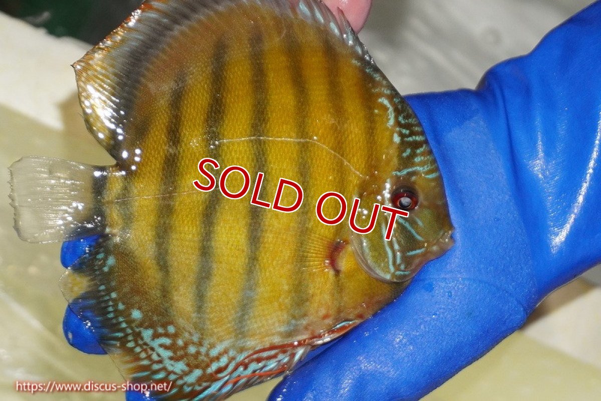 画像3: 【ワイルドディスカス】【通販】【未開の新産地個体】ラーゴサポ クリムゾンレッド【個体販売】15-16cm（生体）ラーゴサポ産 (3)