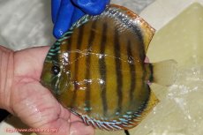 画像1: 【ワイルドディスカス】【通販】【未開の新産地個体】ラーゴサポ クリムゾンレッド【個体販売】15-16cm(生体)(生体)ラーゴサポ産 (1)