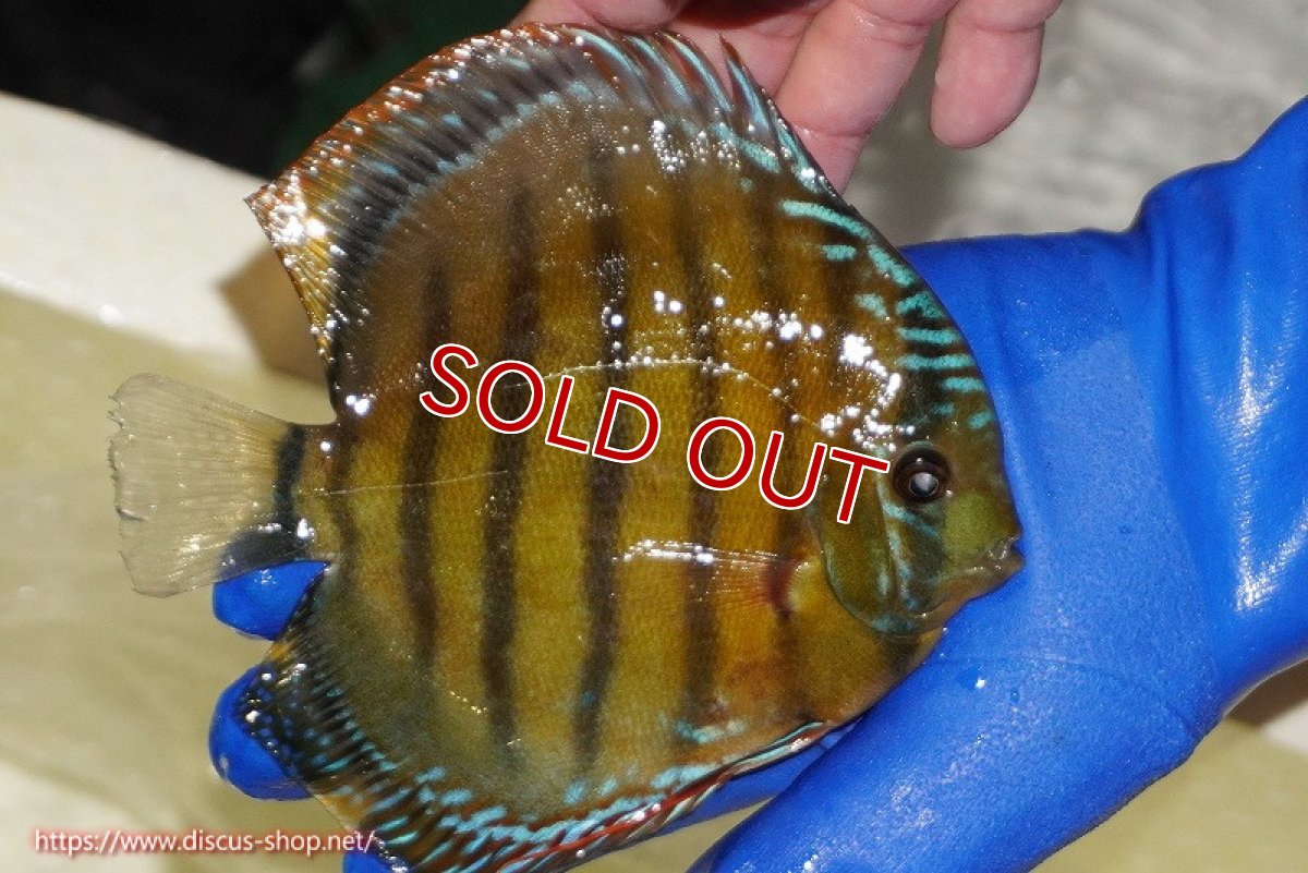 画像2: 【ワイルドディスカス】【通販】【未開の新産地個体】ラーゴサポ クリムゾンレッド【個体販売】15-16cm（生体）(生体)ラーゴサポ産 (2)