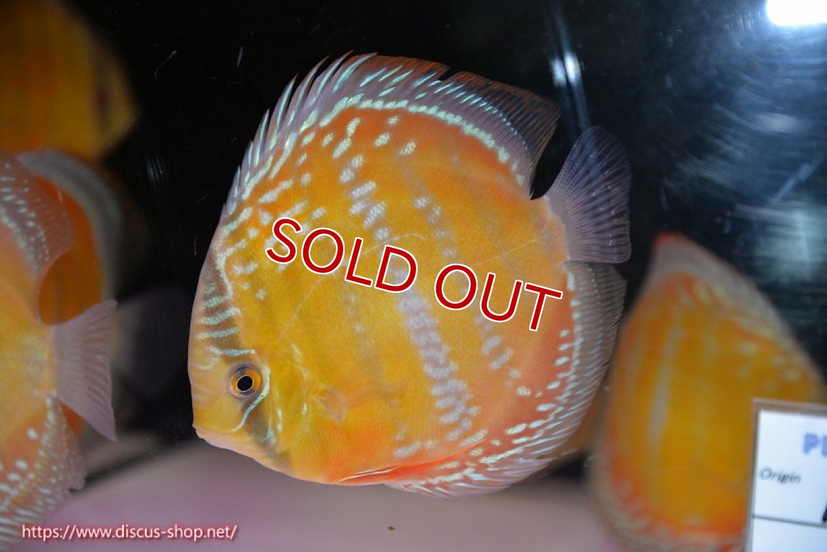 画像1: 【除夜の鐘10800円】【ワイルドディスカス】【通販】【未開の新産地個体】ラーゴサポ クリムゾンレッド（オレンジ目）【個体販売】14-15cm（生体）ラーゴサポ産 (1)