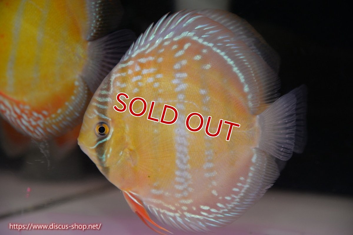 画像2: 【除夜の鐘10800円】【ワイルドディスカス】【通販】【未開の新産地個体】ラーゴサポ クリムゾンレッド（オレンジ目）【個体販売】14-15cm（生体）ラーゴサポ産 (2)