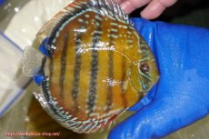 画像2: 【ワイルドディスカス】【通販】【未開の新産地個体】ラーゴサポ クリムゾンレッド【個体販売】14-15cm(生体)(生体)ラーゴサポ産 (2)