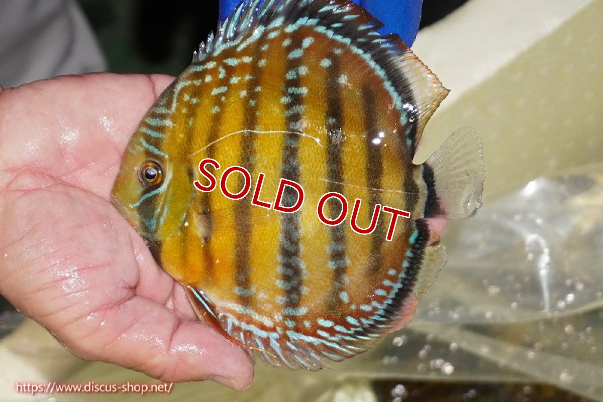 画像3: 【除夜の鐘10800円】【ワイルドディスカス】【通販】【未開の新産地個体】ラーゴサポ クリムゾンレッド（オレンジ目）【個体販売】14-15cm（生体）ラーゴサポ産 (3)