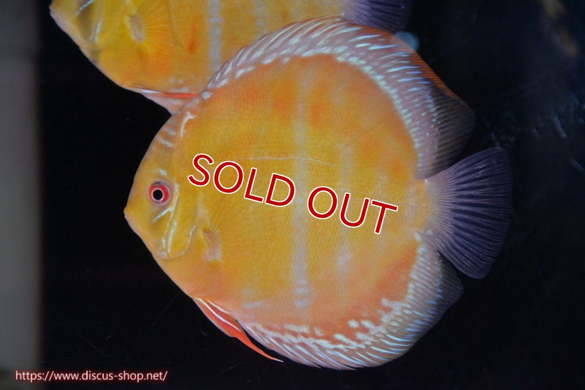 画像1: 【ワイルドディスカス】【通販】【未開の新産地個体】ラーゴサポ クリムゾンレッド【個体販売】15-16cm（生体）ラーゴサポ産 (1)