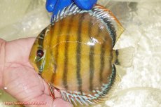 画像1: 【ワイルドディスカス】【通販】【未開の新産地個体】ラーゴサポ クリムゾンレッド【個体販売】15-16cm(生体)(生体)ラーゴサポ産 (1)