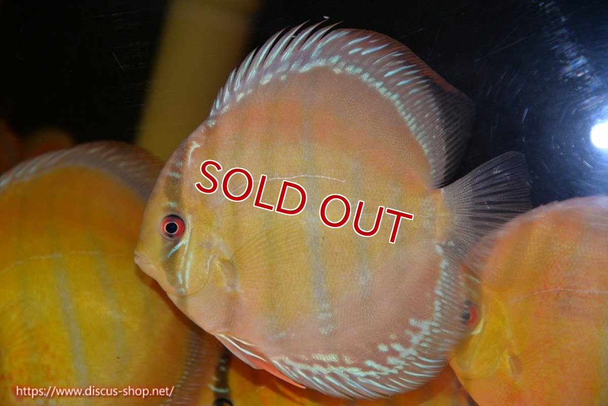 画像2: 【ワイルドディスカス】【通販】【未開の新産地個体】ラーゴサポ クリムゾンレッド【個体販売】15-16cm（生体）ラーゴサポ産 (2)