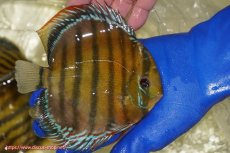 画像2: 【ワイルドディスカス】【通販】【未開の新産地個体】ラーゴサポ クリムゾンレッド【個体販売】15-16cm(生体)(生体)ラーゴサポ産 (2)