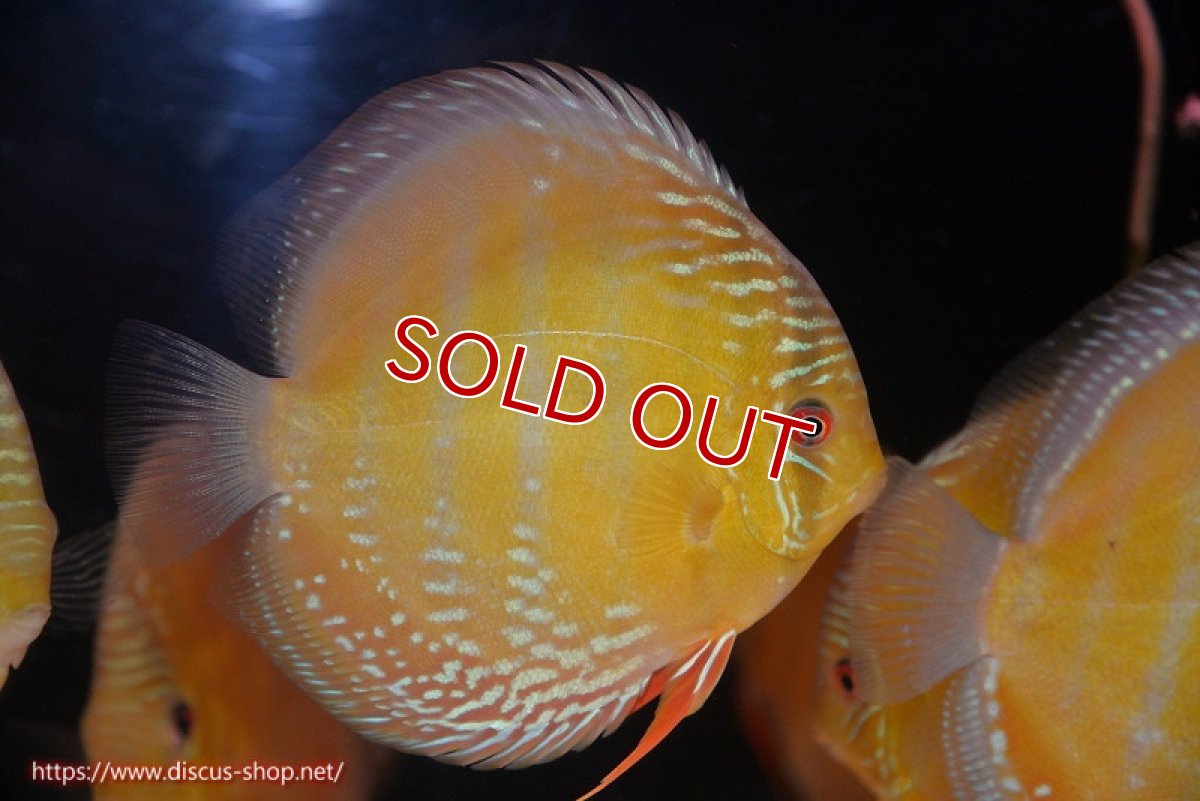 画像2: 【除夜の鐘48000円】【ワイルドディスカス】【通販】【未開の新産地個体】ラーゴサポ クリムゾンレッド【個体販売】15-16cm（生体）ラーゴサポ産 (2)