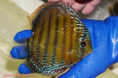 画像2: 【ワイルドディスカス】【通販】【未開の新産地個体】ラーゴサポ クリムゾンレッド【個体販売】15-16cm(生体)(生体)ラーゴサポ産 (2)