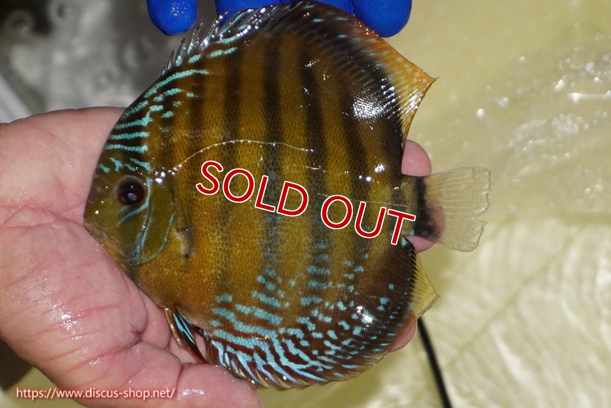 画像3: 【除夜の鐘48000円】【ワイルドディスカス】【通販】【未開の新産地個体】ラーゴサポ クリムゾンレッド【個体販売】15-16cm（生体）ラーゴサポ産 (3)