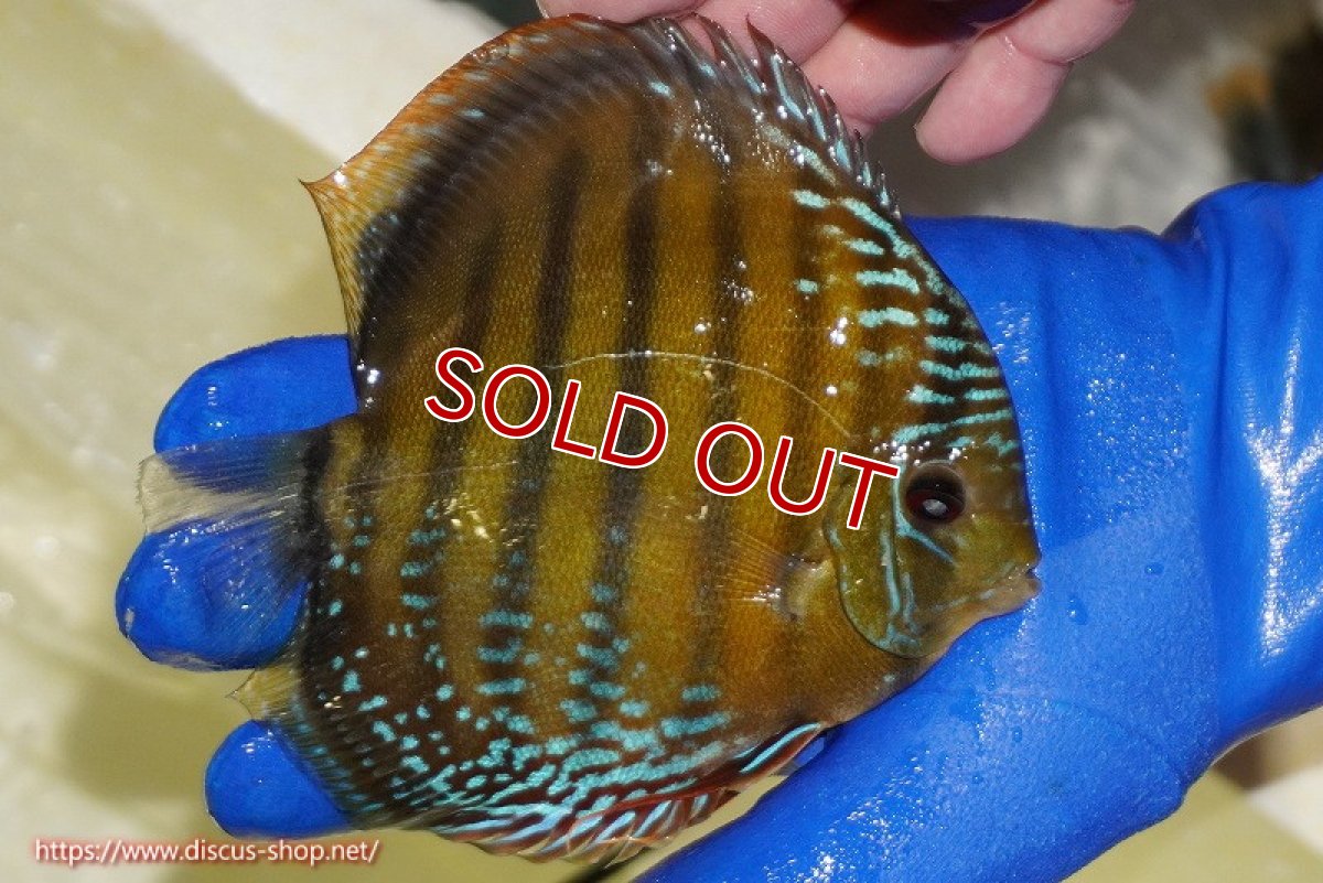 画像4: 【除夜の鐘48000円】【ワイルドディスカス】【通販】【未開の新産地個体】ラーゴサポ クリムゾンレッド【個体販売】15-16cm（生体）ラーゴサポ産 (4)