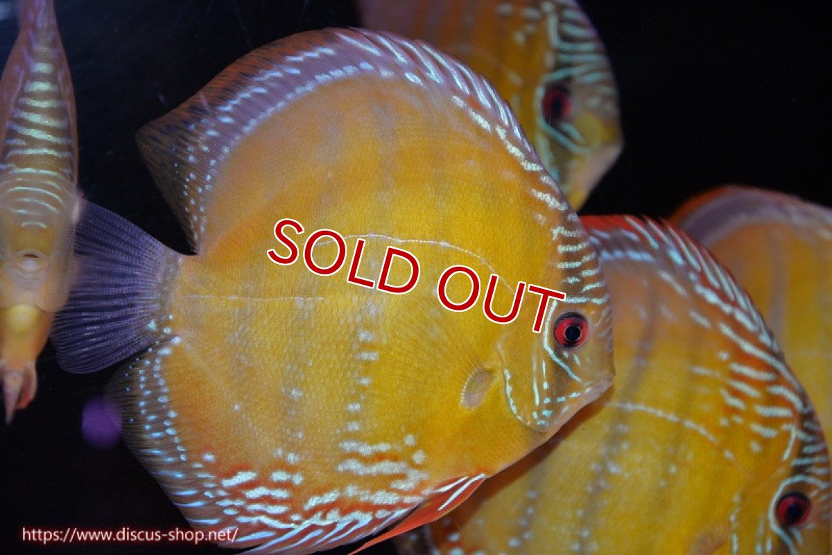 画像1: 【決算セール対象個体】【ワイルドディスカス】【通販】【未開の新産地個体】ラーゴサポ クリムゾンレッド【個体販売】15-16cm（生体）ラーゴサポ産 (1)