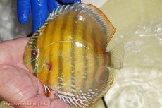 画像1: 【ワイルドディスカス】【通販】【未開の新産地個体】ラーゴサポ クリムゾンレッド【個体販売】15-16cm(生体)(生体)ラーゴサポ産 (1)