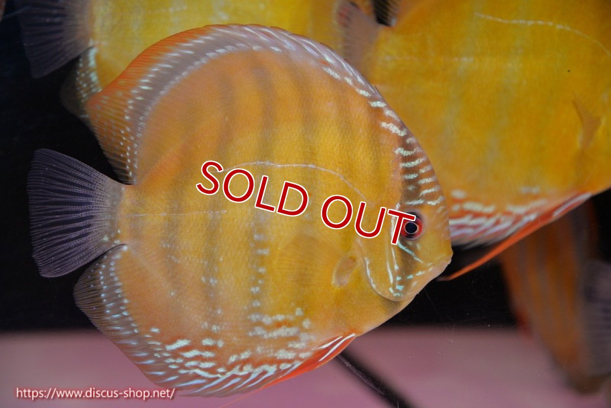 画像2: 【決算セール対象個体】【ワイルドディスカス】【通販】【未開の新産地個体】ラーゴサポ クリムゾンレッド【個体販売】15-16cm（生体）ラーゴサポ産 (2)