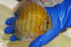 画像2: 【ワイルドディスカス】【通販】【未開の新産地個体】ラーゴサポ クリムゾンレッド【個体販売】15-16cm(生体)(生体)ラーゴサポ産 (2)