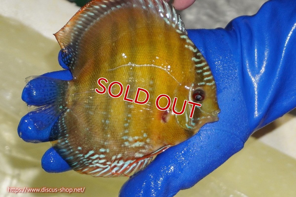 画像5: 【決算セール対象個体】【ワイルドディスカス】【通販】【未開の新産地個体】ラーゴサポ クリムゾンレッド【個体販売】15-16cm（生体）ラーゴサポ産 (5)