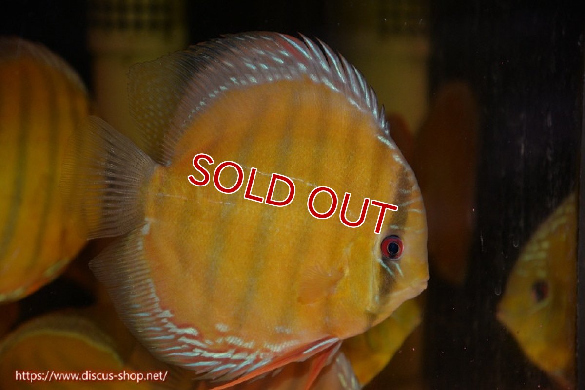 画像2: 【ワイルドディスカス】【通販】【未開の新産地個体】ラーゴサポ クリムゾンレッド【個体販売】15-16cm（生体）ラーゴサポ産 (2)