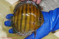 画像2: 【ワイルドディスカス】【通販】【未開の新産地個体】ラーゴサポ クリムゾンレッド【個体販売】15-16cm(生体)(生体)ラーゴサポ産 (2)