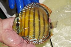 画像1: 【ワイルドディスカス】【通販】【未開の新産地個体】ラーゴサポ クリムゾンレッド【個体販売】15-16cm(生体)(生体)ラーゴサポ産 (1)