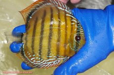画像2: 【ワイルドディスカス】【通販】【未開の新産地個体】ラーゴサポ クリムゾンレッド【個体販売】15-16cm(生体)(生体)ラーゴサポ産 (2)