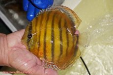 画像1: 【ワイルドディスカス】【通販】【未開の新産地個体】ラーゴサポ クリムゾンレッド【個体販売】15-16cm(生体)(生体)ラーゴサポ産 (1)